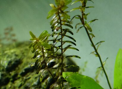 Rotala.JPG