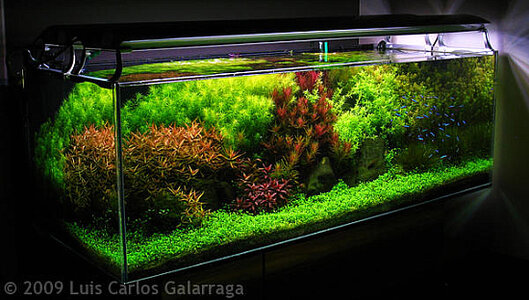 AGA-Aquascaping-Contest-2009-Extra-Large-Tank-21.jpg