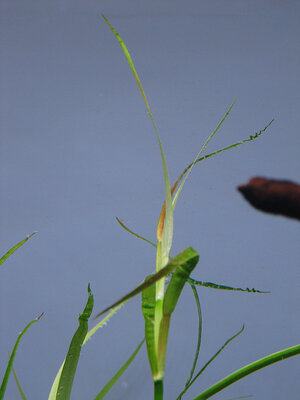 Juncus-Repens-Triebspitze-rötlich.jpg