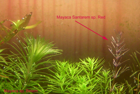 mayaca-red.jpg