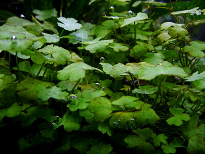 Hydrocotyle-Kieselalgen.jpg