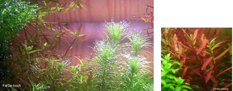 rotala-x.jpg