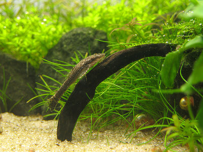 Otocinclus-negro-01.jpg