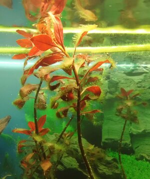 Ludwigia gross.jpg