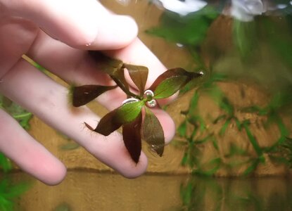 Ludwigia oben.jpg