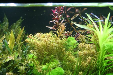 Rotala-3.jpg