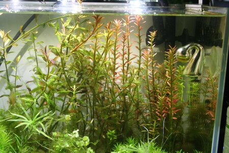 Rotala-4.jpg