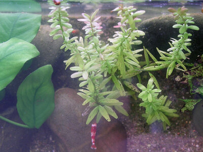 Testbecken Rotala v.o 25.03.2015.jpg