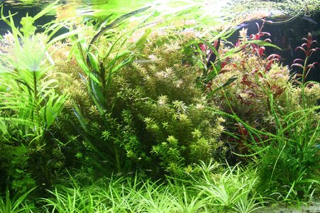 Rotala-Gruen-Rot-1.jpg