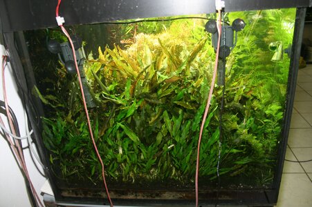 Rotala-Gruen-Rot-8.jpg