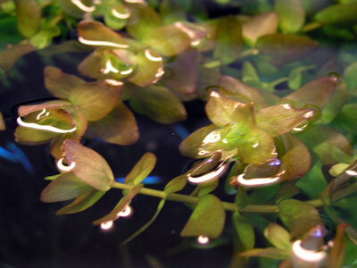 Bacopa 12.04.15.jpg