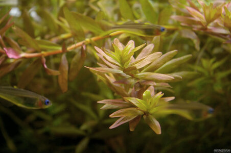 rotala rotundifolia desaturated.jpg