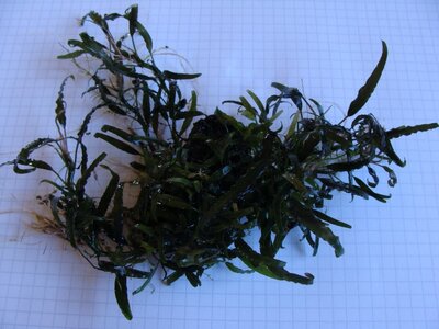 Schismatoglottis (11) (Kopie).JPG