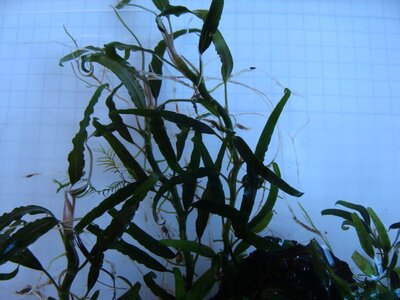 Schismatoglottis u. Wasser (7) (Kopie).JPG