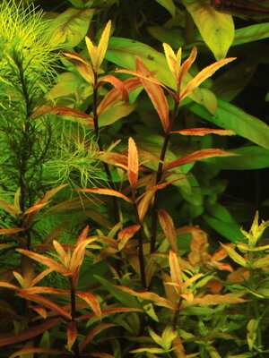 Limnophila spec."belem".JPG