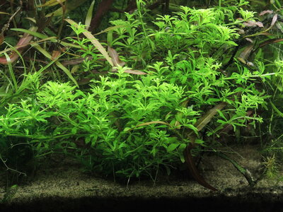 Limnophila spec. guinea Kopie.JPG