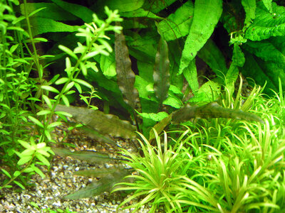 Cryptocoryne wendtii.jpg