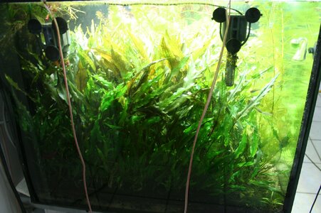 Cryptocoryne-wendti.jpg