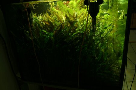 Cryptocoryne-wendti1.jpg