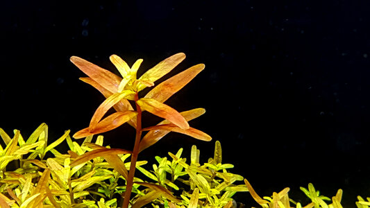 17.01.2016-Rotala-Detail.jpg