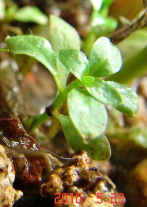 k Ludwigia palustris grün (2) 2010_05_23.jpg