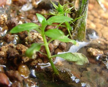 k Ludwigia palustris 2010_05_29 DSC04064.jpg