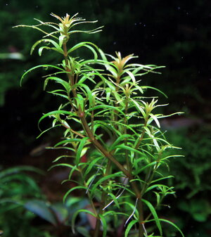 rotala_mexicana_01_resize.jpg