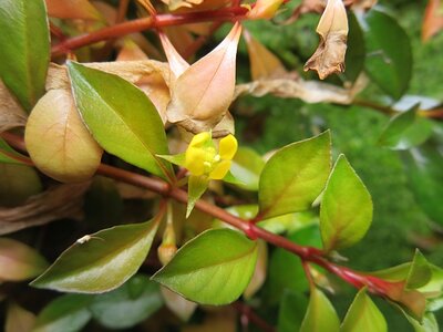 ludwigia_arcuata_repens.jpg