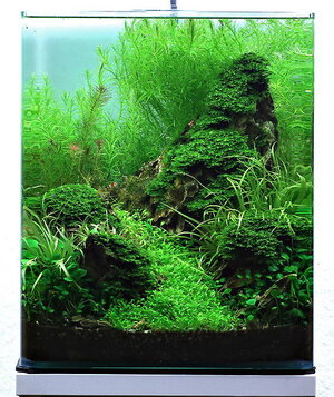 aquascaping-come-around-sundown.jpg