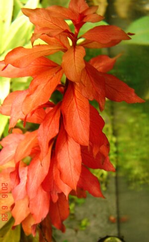 Ludwigia palustris Rot.jpg