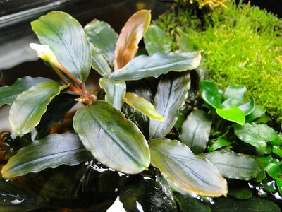 Bucephalandra spec..JPG