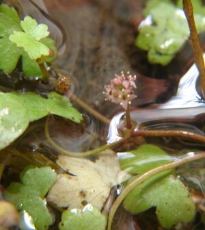 k Hydrocotyle cf. triparita Blüte.jpg