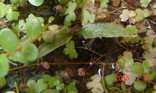 k Hydrocotyle cf. triparita Blüten.jpg