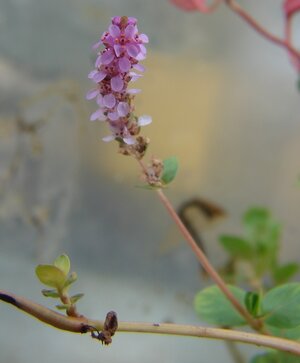 Rotala rotundifolia Blüte 2.jpg