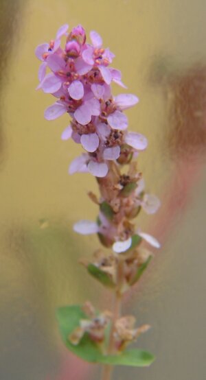 Rotala rotundifolia Blüte 1.JPG