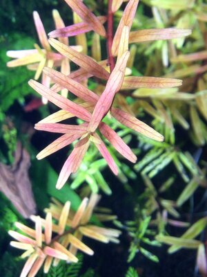 Rotala.jpg