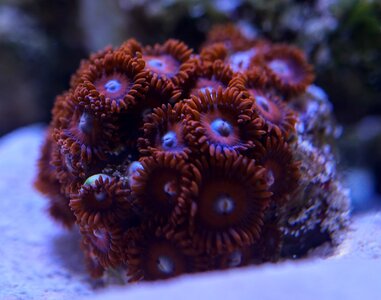 zoa1.jpg