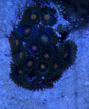 zoa6.jpg