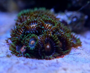 zoa2.jpg