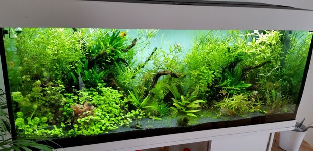 Aquarium 240lx.jpg