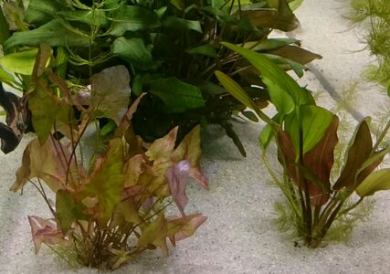 Tigerlotus, Echninodorus, Cryprocoryne Tropica.jpg