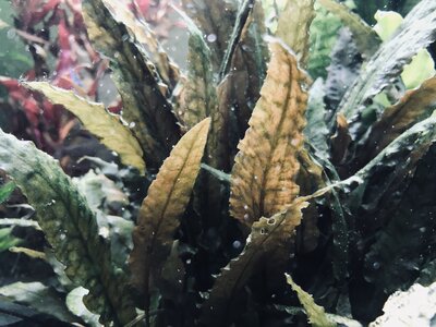 Cryptocoryne .jpg