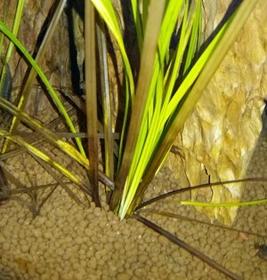 Cyperus Helferi 2.jpg