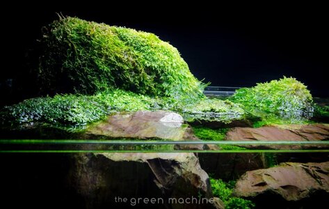 TGM-Continuity-Aquascape-by-James-Findley-37-1024x650.jpg