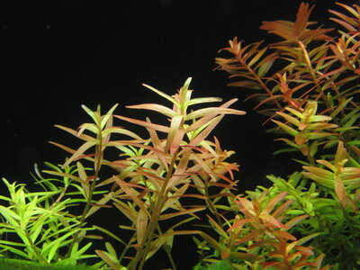 Rotala Indonesia 09.12.2017.JPG