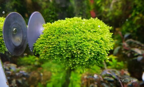 Bucephalandra_Moos-crop-50.jpg