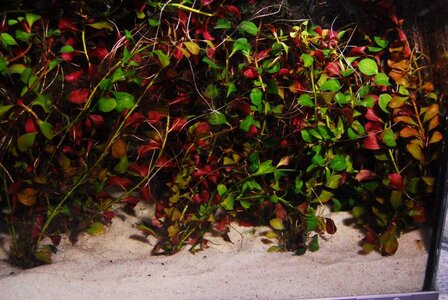 Ludwigia2.jpg