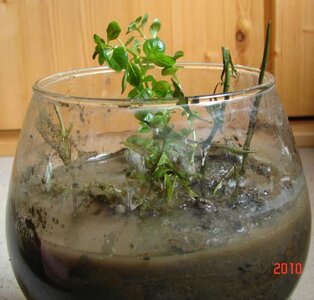 k Ludwigia palustris im Glas 13_06_2010.jpg