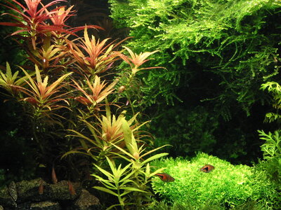 10-06-26-02Limnophila hippuroides .jpg