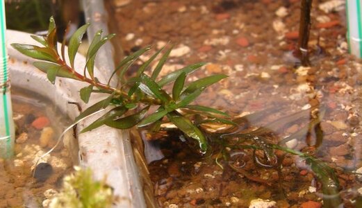 k Ludwigia arcuata DSC04604.jpg